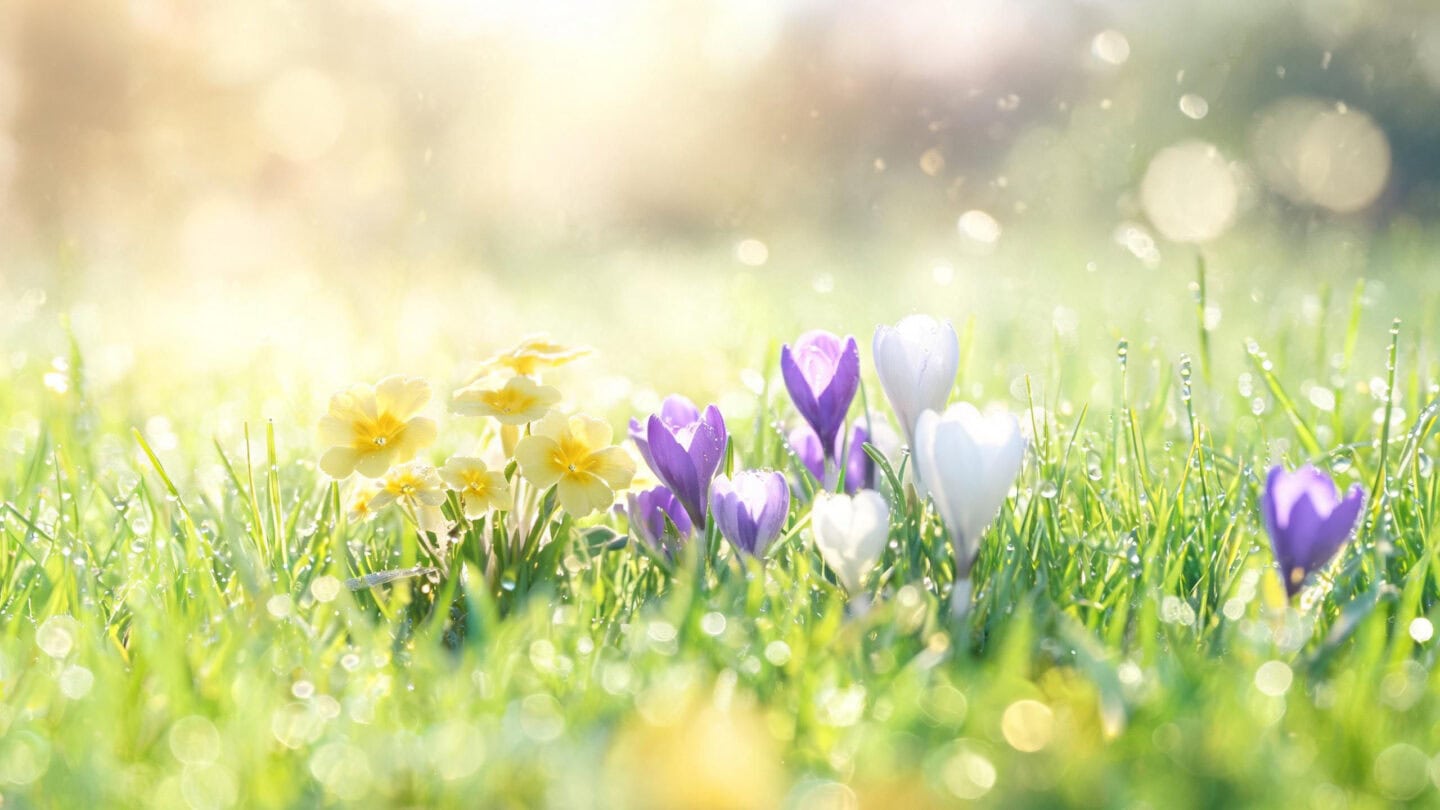Frühlingsblumen – Schlüsselblumen und Krokusse