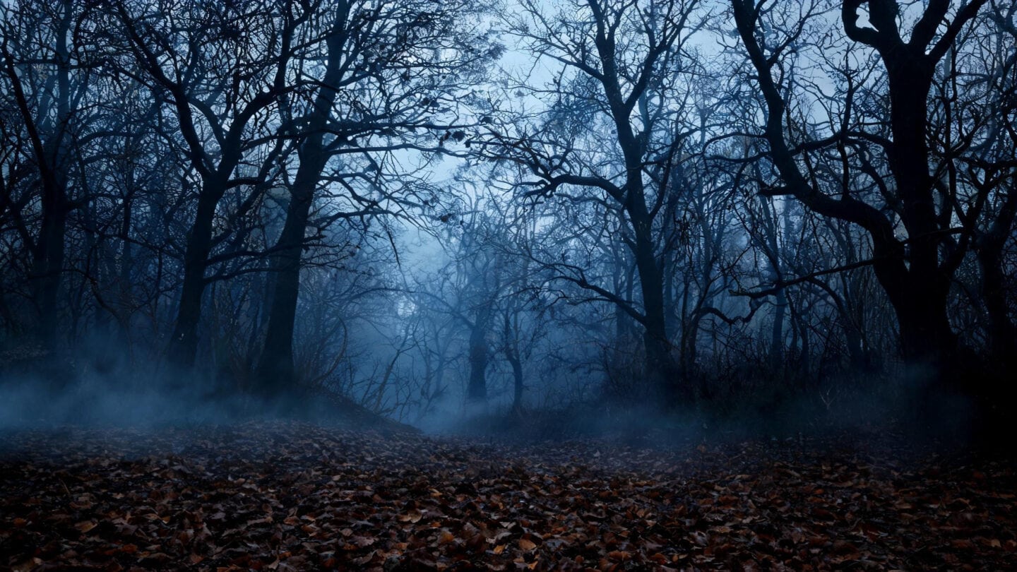 Nebliger dunkler Herbstwald